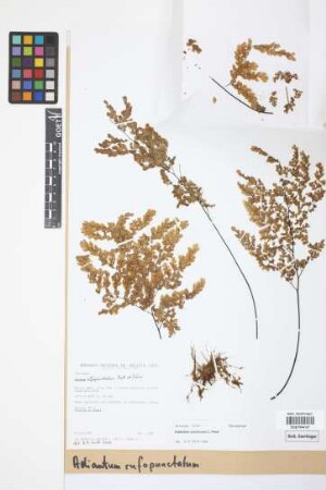 Adiantum rufopunctatum