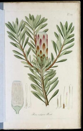 Tab. XIII Protea mellifera Thunb.