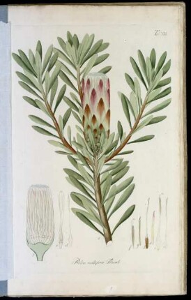 Tab. XIII Protea mellifera Thunb.