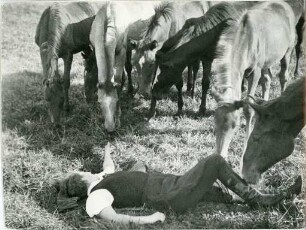 Fohlenweide auf Gut Trakehnen