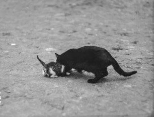 Hauskatze : Hauskatze (Felis silvestris catus Linnaeus) beim Fortragen eines Jungtiers.