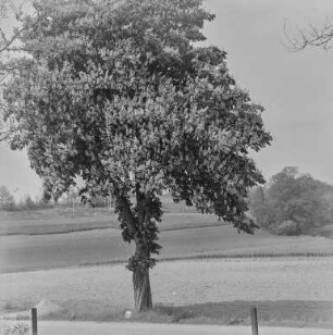 Niedergurig