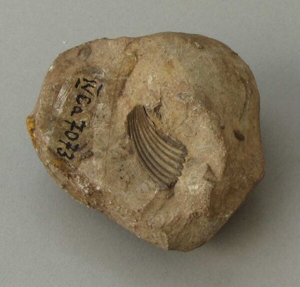 Shell remains (fossilisation)