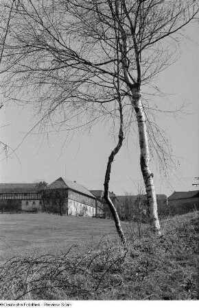 Zwei Birken, im Hintergrund mehrere Häuser (vermutlich in Thüringen)