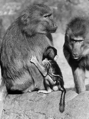 Hamburg-Stellingen. Tierpark Hagenbeck. Paviane mit ihrem Nachwuchs auf der Außenanlage