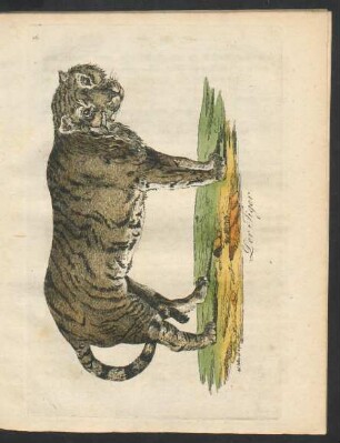 Tafel 3.: Der Tiger.