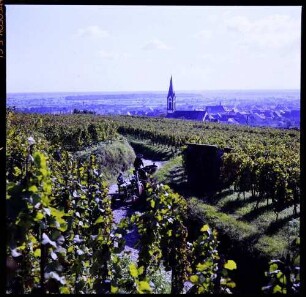 Ihringen: Weinberg, Hintergrund Kirchturm