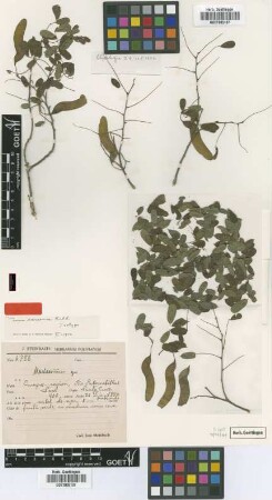 Machaerium saraense Rudd [isotype]
