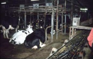 Fotografie: Anbindestall, Milchviehhaltung, Anbindevorrichtung, Gitterrost