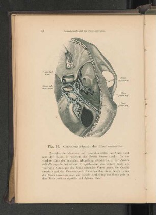 Fig. 46. Corrosionspräparat des Sinus cavernosus.