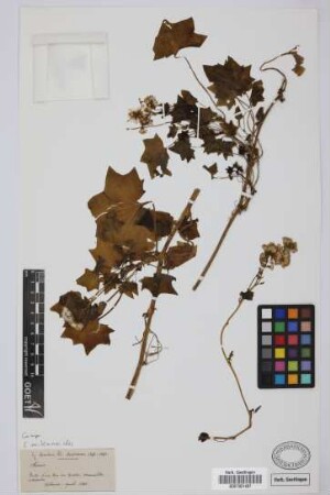 Senecio spec.