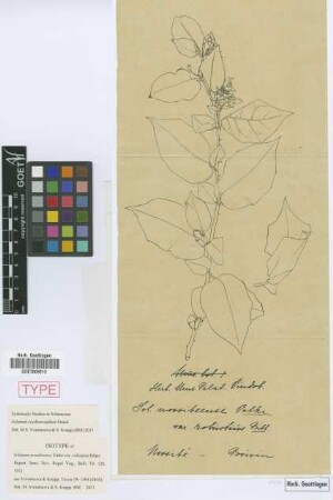 Solanum nossibeense Vatke var. Bitter robustius[isotype]