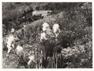 Bundesgartenschau 1955, Kassel: Blumenbeet mit Iris
