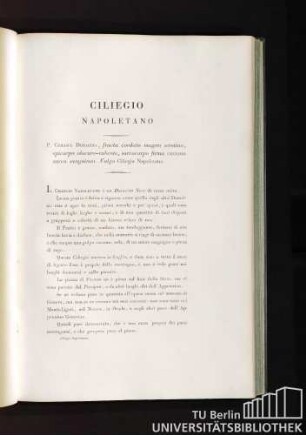 Ciliegio Napoletano