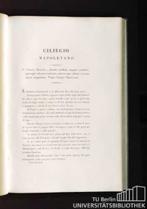 Ciliegio Napoletano