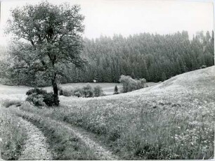 Landschaft im Frühsommer