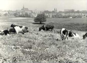 Weidende Kühe in der Oberlausitz : Viehwirtschaft - häusliche Viehwirtschaft. Ort: Hornja Łužica / Oberlausitz. Stallungen der landwirtschaftlichen Produktionsgenossenschaft