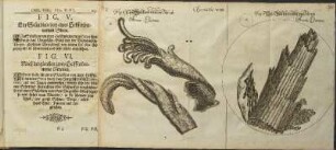 Illustration 33: Observatio VIII. Fig. 6; Fig. 5