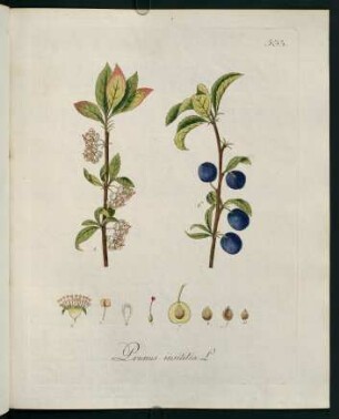Prunus insititia L.