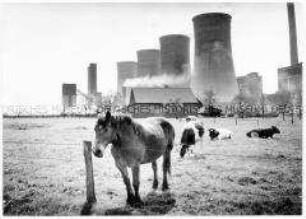 Ein Pferd und Kühe auf einer Wiese vor einem Kohlekraftwerk