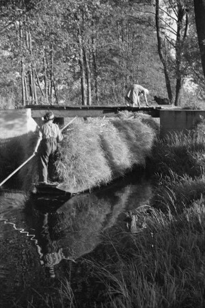 Spreewald um 1940. Heutransport per Kahn im Spreewald. : Błóta wokoło 1940. Synowe žně z čołmom w Błótach