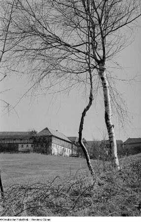 Zwei Birken, im Hintergrund mehrere Häuser (vermutlich in Thüringen)