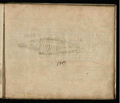 Ill. 35 zu "Vom gebratenen Fisch/ wie No. 35. weiset"