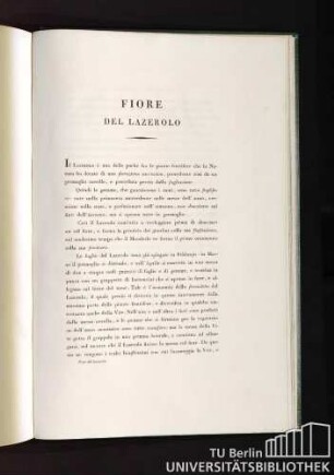 Fiore del Lazerolo