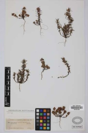 Ifloga spicata (Forssk.) Sch.Bip.