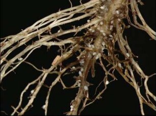 Plant Damage by Sedentary Root Nematodes