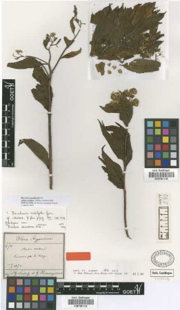 Pluchea montana Griseb. [holotype]