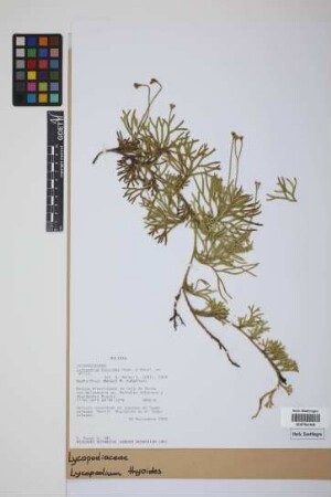 Diphasiastrum thyoides (Humb. & Bonpl. ex Willd.) Holub