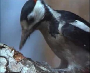 Dendrocopos major (Picidae) - Nahrungserwerb