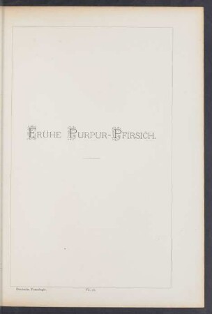 VI. 18. Frühe Purpur-Pfirsich