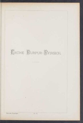 VI. 18. Frühe Purpur-Pfirsich