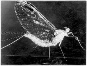 Fliege in Nahaufnahme