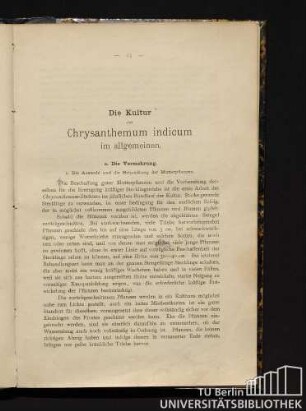 Die Kultur der Chrysanthemum indicum im Allgemeinen.