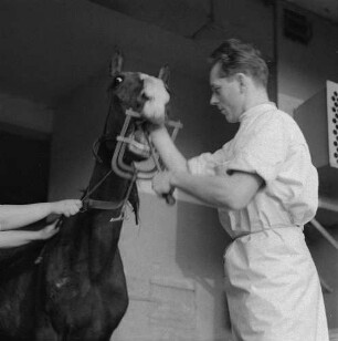 Tierklinik Dresden-Reick, Oskar-Röder-Str. 6. Zahnbehandlung eines Pferdes