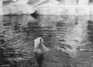 Eisbär im Zoo