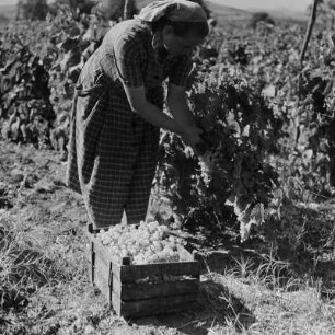 Landschaftsbild der bulgarischen Rhodopen. Weinlese um Peruschtiza
