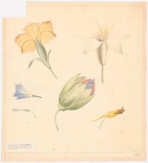 Blumen, Ornamente u.a.: Detail