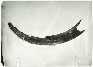 Elephas indicus