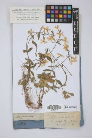 Phlox divaricata L.