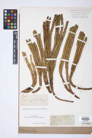 Phlegmariurus saururus (Lam.) B. &Oslash;llg.