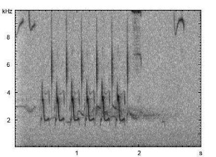 Sumpfmeise | Poecile palustris - Gesang