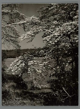 Hartriegel-Strauch in Cold Spring Harbor, Long Island
