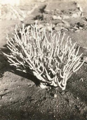 Südwestafrika (Namibia). Othonna