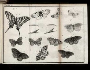 PLANCHE IV