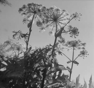 Doldenblütler (Umelliferae). Sibirischer oder Riesenbärenklau (Heracleum giganteum). Blühender Bestand