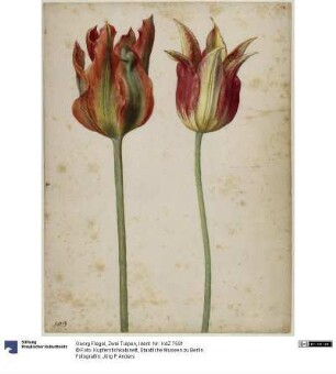Zwei Tulpen